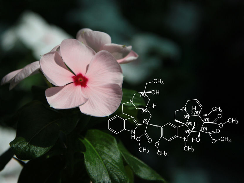 bionity_com's tweet photo. Analysis of single plant cells provides insights into natural product biosynthesis https://t.co/OmpMINcMBe 
 In a new study published in Nature Chemical Biology, an international team of researchers from the University of Georgia, USA, and the Max Planck Institute for Chemical … https://t.co/dTHPDlf6Ig
