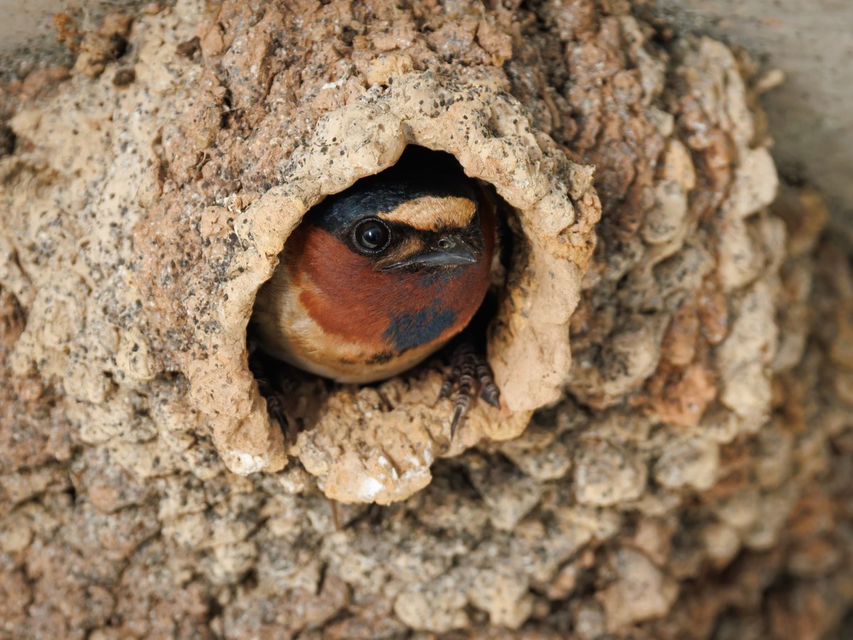 Cliff Swallow peeking out of its nest made from hundreds of mud pellets. Photographed from a kayak.