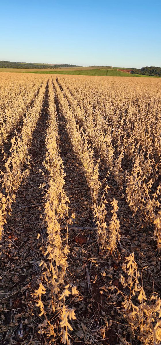 Lindo JUEVES de cosechas de soja tanto zafrhina en la Oriental como zafra en la Occidental !!! 🇵🇾🇵🇾🇵🇾 Paraguay PRODUZCA NO MAS…