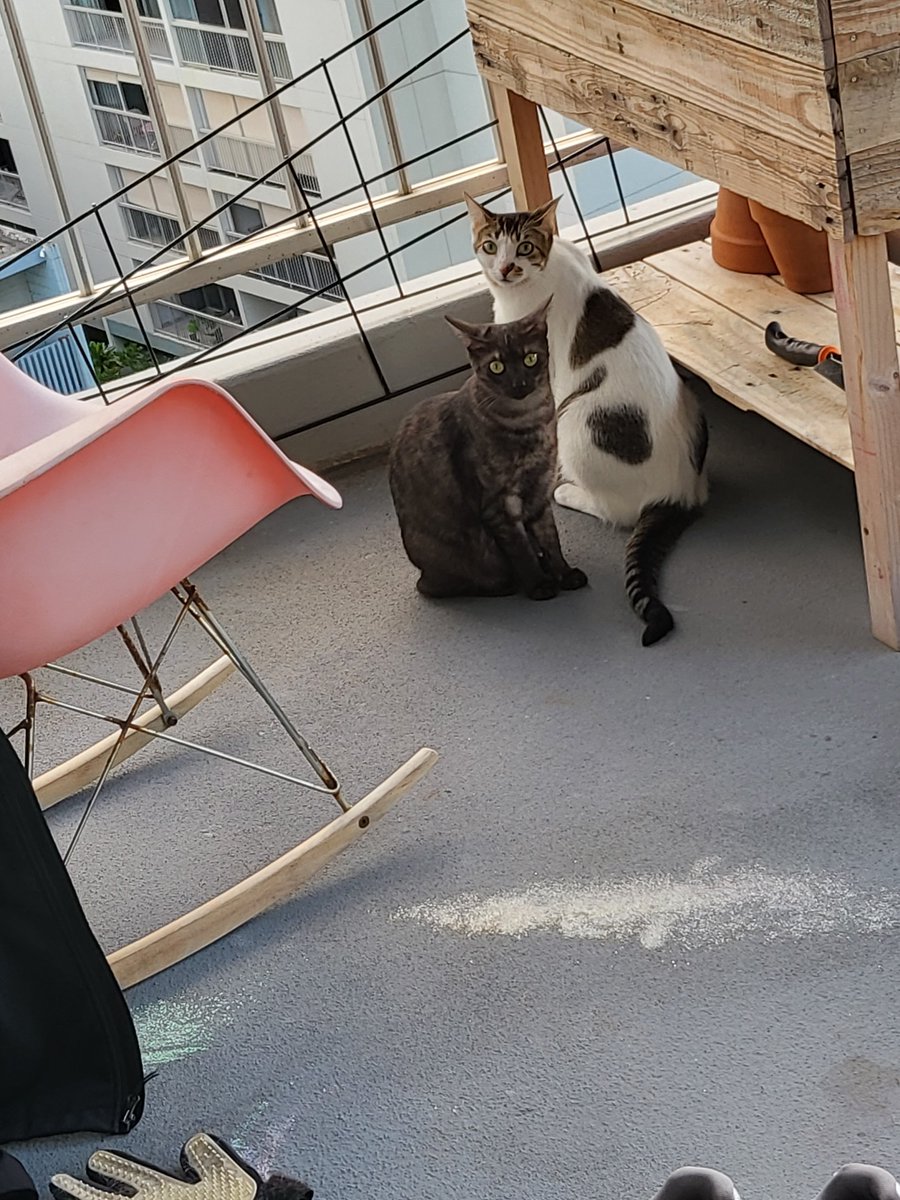 Laura Tipton tweet media