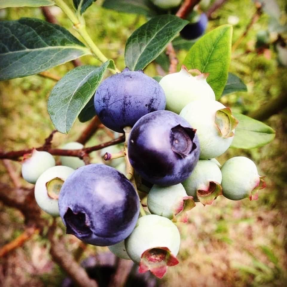 talltalestogo's tweet image. First Blueberries 

First blueberries ripen./
Expectations of the Spring. /
Promises of delight.
.
.
#blueberries #ripen #spring #promises #delight #poem #poetry #photo #haiku #oldnorthknoxville #davidebooker #may #051816