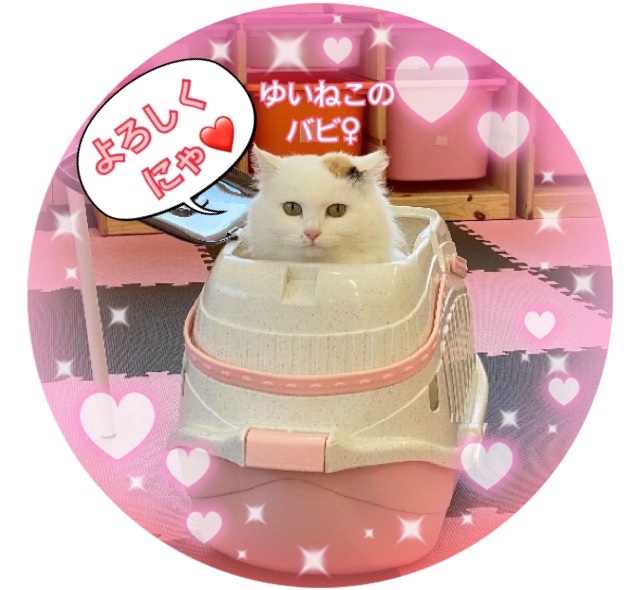 Yuni08573764's tweet photo. ��はよう御座います。
今日も🏥に居ます。。。😮‍💨
しばらくは、週2〜3で通院。😓
今月は21日と27日が譲渡会です。
市内の小・中学校でも、インフルエンザ
が増えています。💦
やっぱりマスクは大事。😷🙏💦

#保護ねこ譲渡会
#保護猫譲渡会
#動物愛護団体ゆいねこ https://t.co/lZ7aeGkqOW