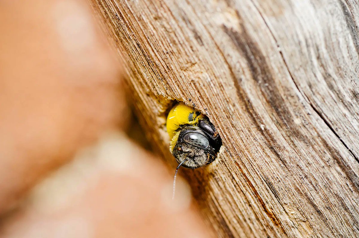 factaboutbees's tweet photo. Things to Know About Carpenter #Bees - How Do Carpenter Bees Drill Holes https://t.co/FDyj5htVVa 🐝🐝🐝🐝 https://t.co/qQZsRbgZ7d