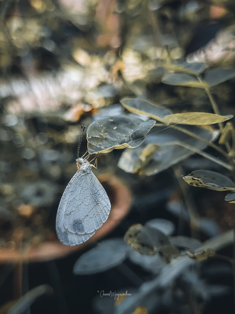 Chamod_CK99's tweet photo. 𝘕𝘢𝘵𝘶𝘳𝘦'𝘴 𝘈𝘯𝘨𝘦𝘭𝘴... 🦋🤍

.
.
.
.
#mobilephotography #naturephotography #macrophotography #macro #naturelovers #shotongalaxy 
#butterflyphotography #NatureInMyLens #ButterflyLove #ButterflyBeauty #WingsOfWonder
#InsectPhotography https://t.co/3IsBllkUDy