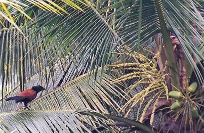 coraliabali's tweet photo. Jangan Lupa jemuran dulu, mumpung panes
#butbut #ubud #greatercoucal https://t.co/qZj3Wl94D8
