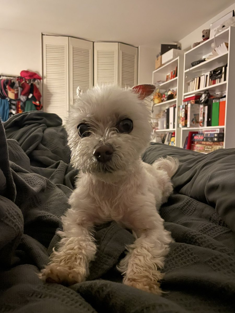 Rey Bear 🐾 tweet media