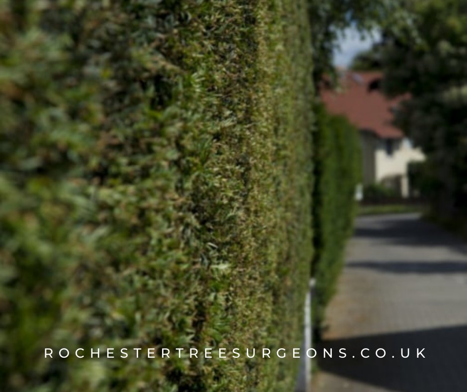 rochester_tree's tweet image. Maintain the health and beauty of your trees with expert care. Our certified arborists use the latest techniques and equipment to prune, trim, and remove trees safely and efficiently. Contact Rochester Tree Surgeons today for a estimate.
#treecutting #treeproblems #treeservices