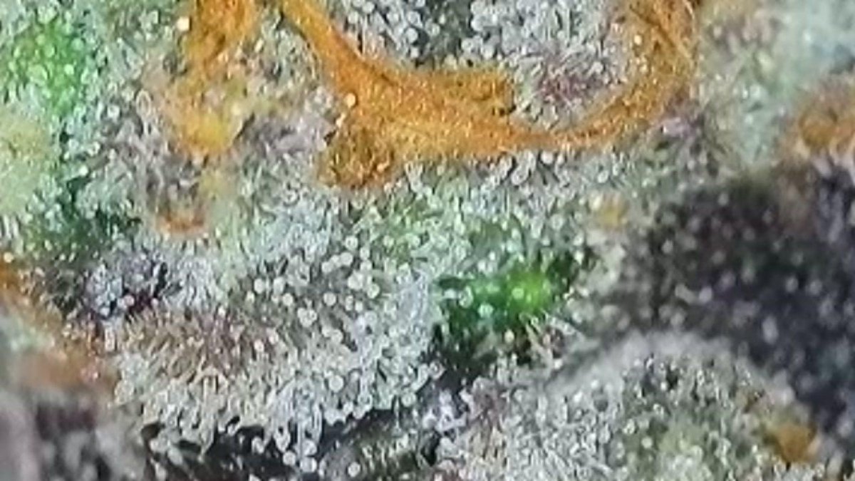 Grape Slurri 🍇 Harvested ✅ Up Close🔥

#canna #legalcannabis #livesoil #livesoilcannabis #organiccannabis #michigancannabis #michigancanna #MIcanna #michiganorganics #organics #cannabis #CannabisCommunity #cannabisculture #cannabisindustry