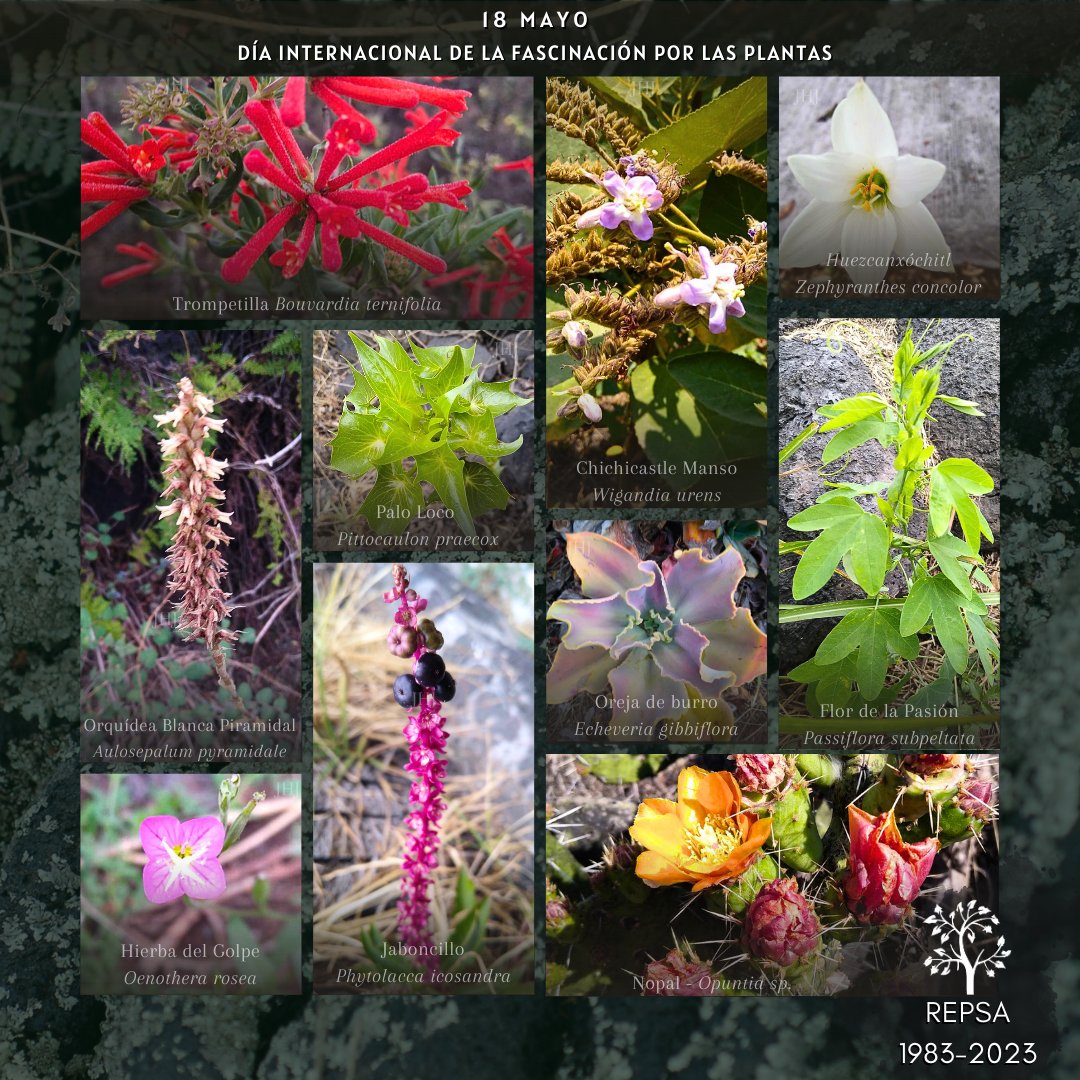 REPSA_UNAM's tweet photo. Hoy 'Día internacional de la fascinación por las plantas' 
 #CUHogarDeBiodiversidad  #Silvestre #Nativa
🌼🪻🍂🌾🌿 https://t.co/1FHuxU7Ic2