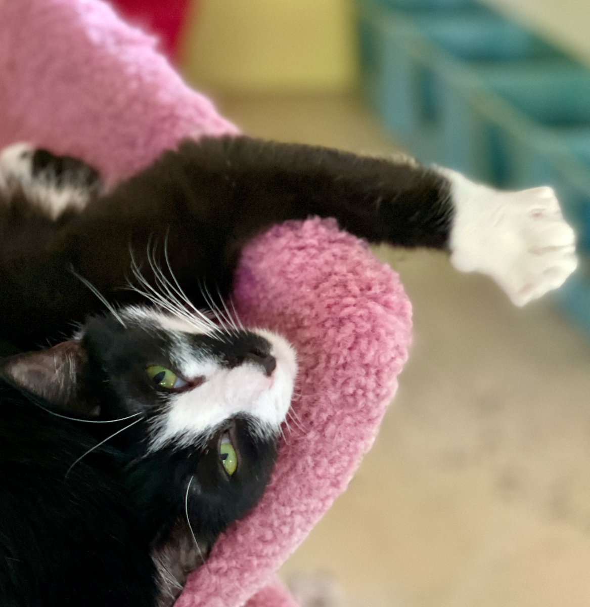 Jinxy has his spots & this is one of his favorites.  He likes being picked up more than any other #cat in the shelter💖#adoptdontshop #friday #PositiveVibes #kittens #cats #pets #cute #rescue #virginia #nva #va #nova #dc #washingtondc #KittyTwitter #FridayVibes #chill #relax