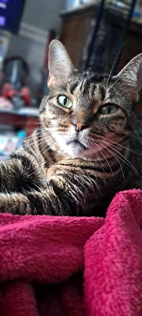 LostPetServices's tweet photo. LOST CAT- Domestic Shorthair - Sarasota 34237
LAST SEEN:  Huntington Pl Dr &amp;  12th street
CONTACT:  Lost Pet Services at 941-900-8303.  Refer to ID# 17418
PET'S NAME:  Ruby
DESCRIPTION:  Tabby Female -   Age:  6    
MICROCHIPPED:   No
WEARING COLLAR:  No  COLOR:   ID TAGS:  … https://t.co/oR9czfC5jS
