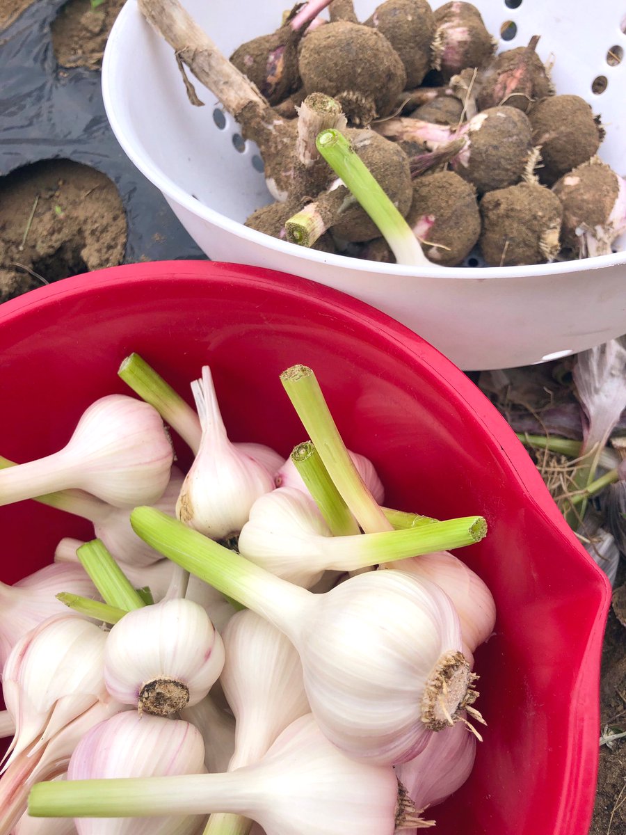 p_pxxx's tweet photo. #PpxVegetable 今日は久しぶりのオフモード 雨が降ってくる前にのんびりと収穫 皮むきを🧄 https://t.co/H3UTH1J0An