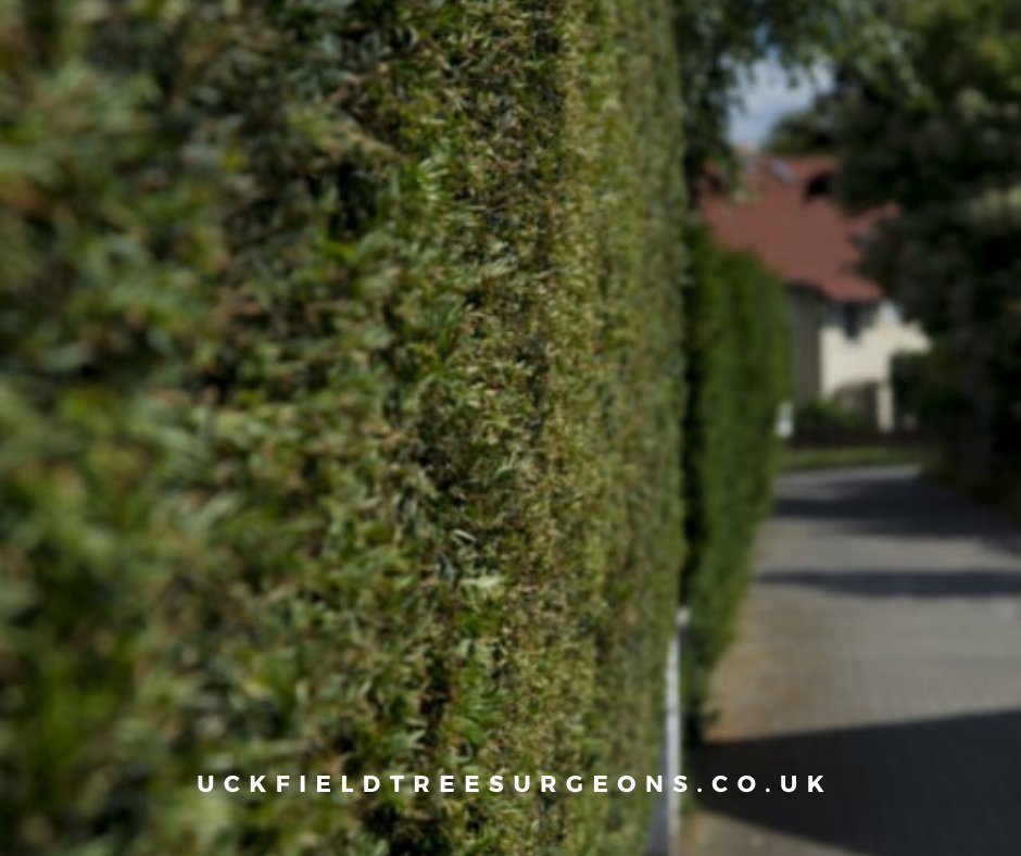 Maintain the health and beauty of your trees with expert care. Our certified arborists use the latest techniques and equipment to prune, trim, and remove trees safely and efficiently. Contact Uckfield Tree Surgeons today for a estimate.

#notchcut #arborist #uckfield