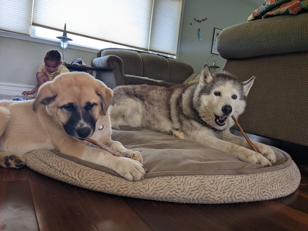 @eissyrc Both of them destroy Toys but Sure like a good bone to chew on.