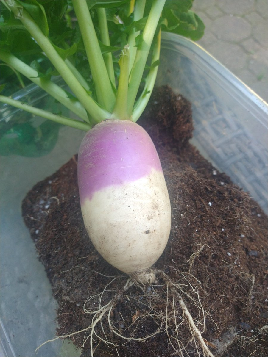Plant a seed 🏡👩🏽‍🌾🌻💜🥑🌿☘️💜