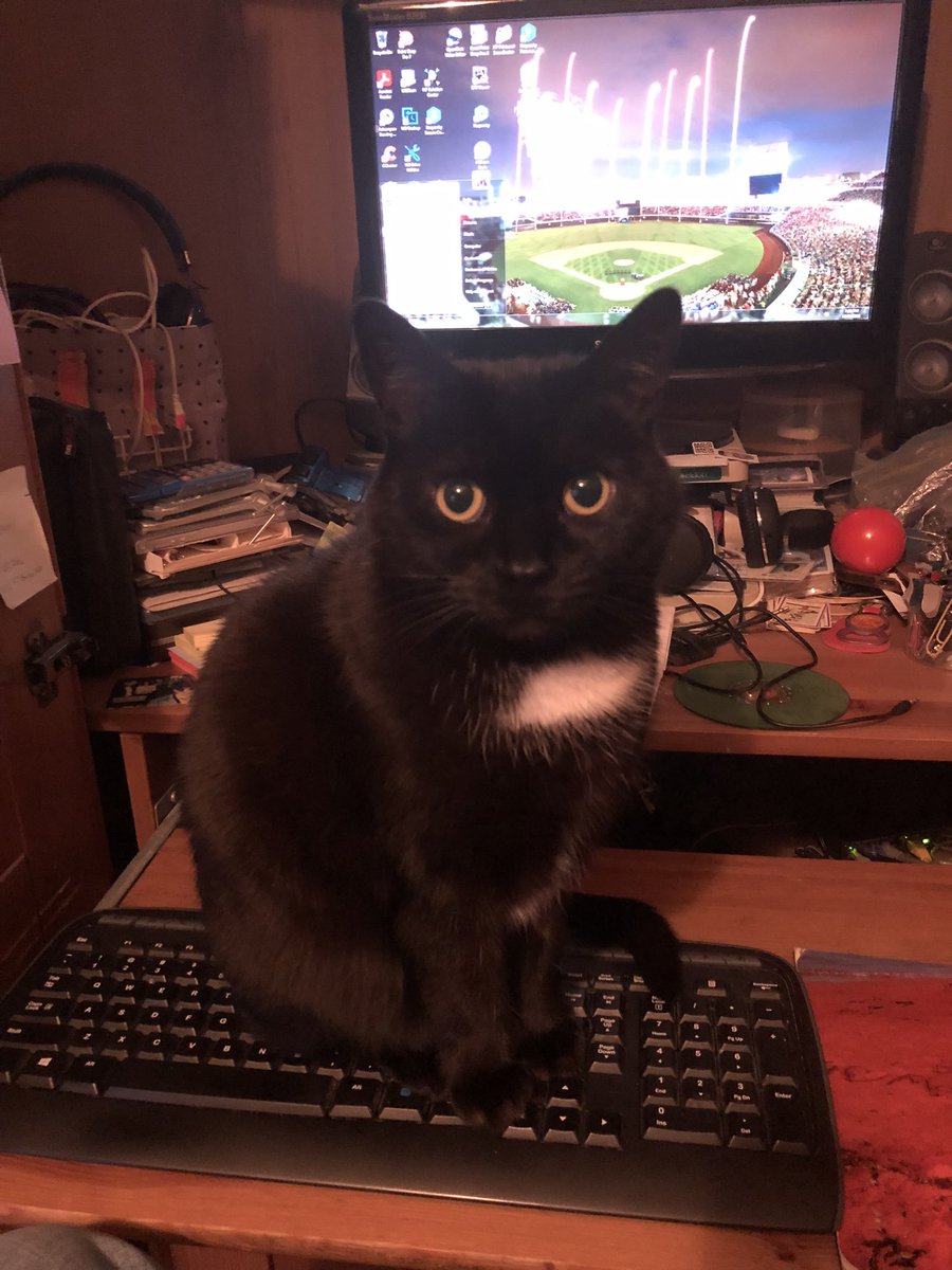 qvmcleod's tweet photo. @CatsOfYore https://t.co/vXNEGUwylc