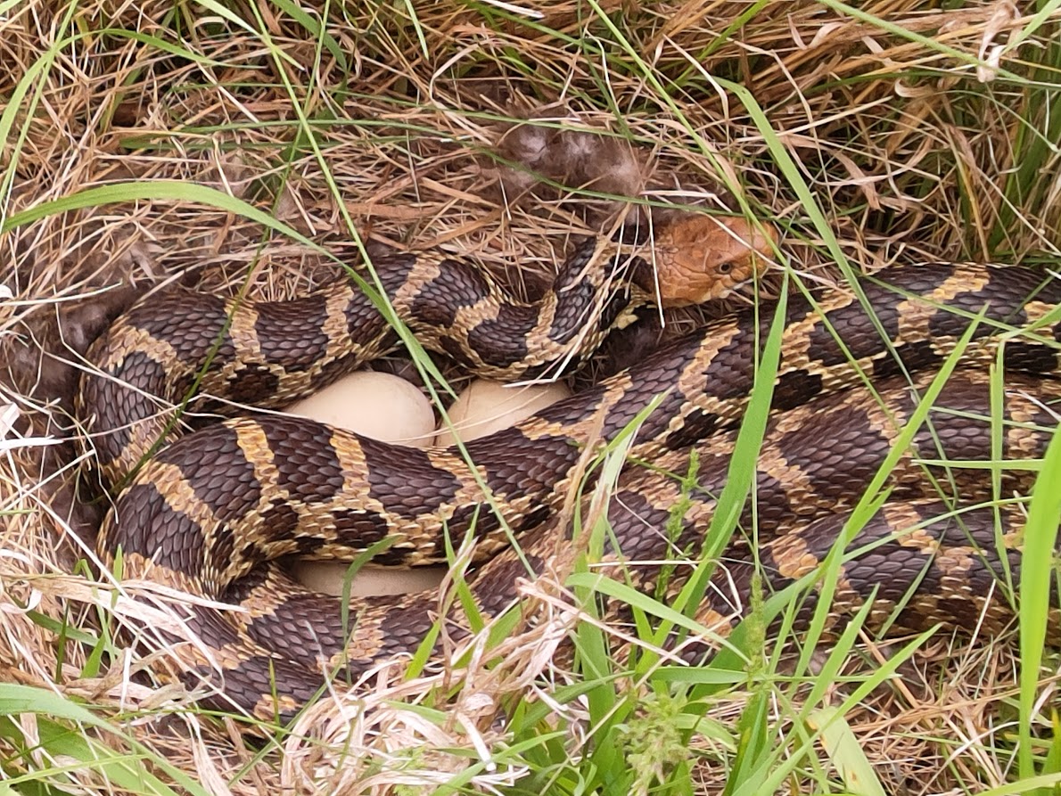 UWL_H2O's tweet photo. Found a friendly eastern fox snake today doing a babysitting favor for the neighborhood mallard in the Upper Mississippi River National Wildlife and Fish Refuge https://t.co/AlNAVVOPtA