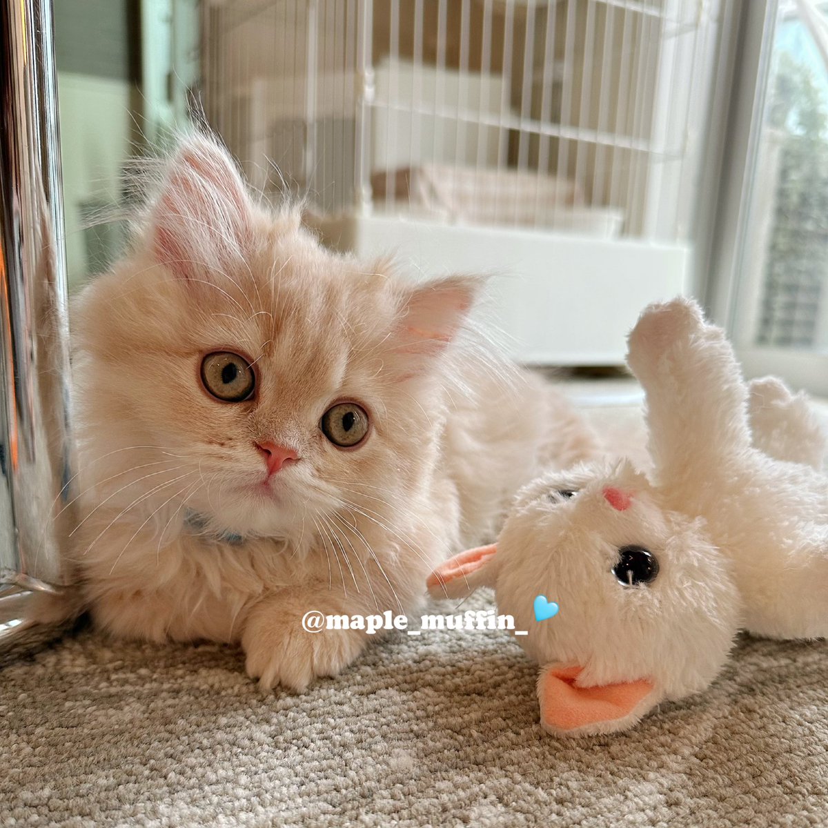 maple_muffin_'s tweet photo. こんプリ🍮🩵

#こんにちは #ミヌエット #minuet #猫のいるくらし https://t.co/0mduxFmAIb