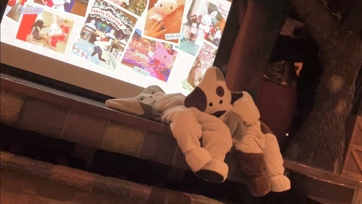 ノラネコランドは自由なのでグリ中でもお構いなしで寝ます。そして薄い