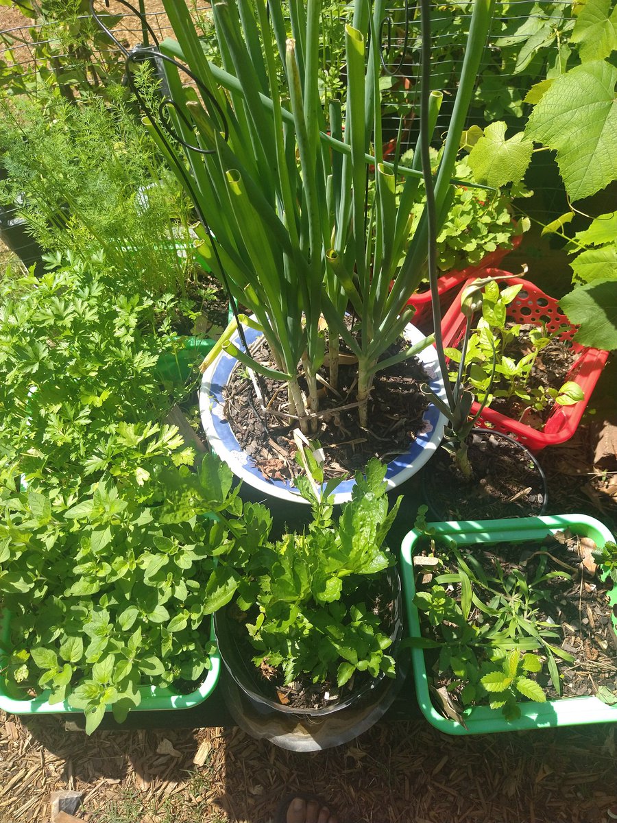 Herbs 🌿☘️💜🏡👩🏽‍🌾🌱 you can grow in such a small space.. Just put the seeds to bed💪🏾🍓