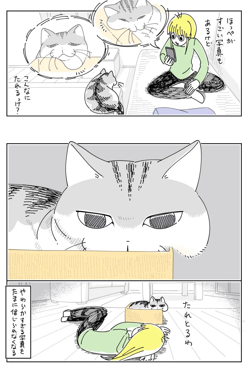 たしかにこれは信じられなくなりそう･･･！猫のやわらかすぎる写真のお話を描いた「猫漫画」！