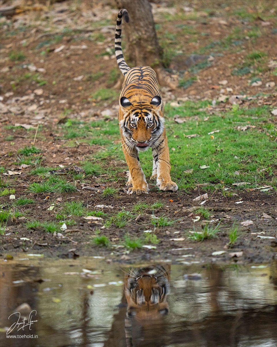 One of Noori's girls.
#ToeholdPhotoTravel #Ranthambhore #SonyAlphaIn