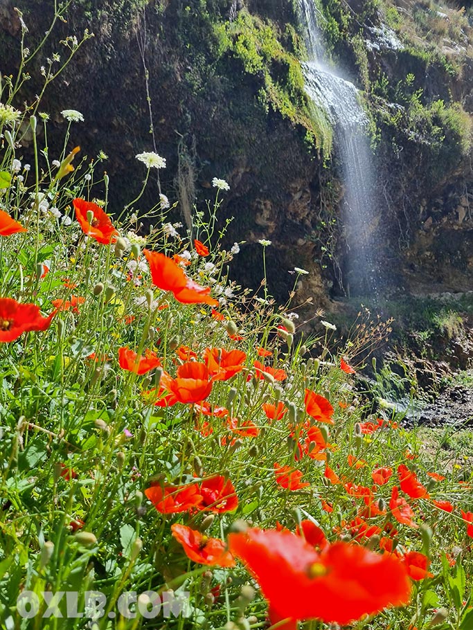 You approach.. and you hear two sounds... roaring of water and the bleating of a goat!! Visit oxlb.com ... wait to know more!

#water #roaring #bleating #lebanon #batroun #kfarhelda #discoverlebanon