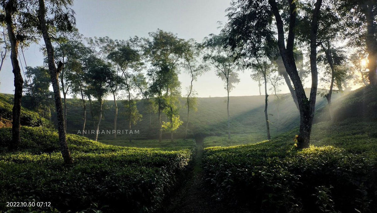 dmsanjay43's tweet photo. Awesome picture in the Tea Garden.
This place is Zareen tea estate, Sreemangal, Moulavibazar, Sylhet, Bangladesh.
#teagarden #tea https://t.co/lf3zXOml0X
