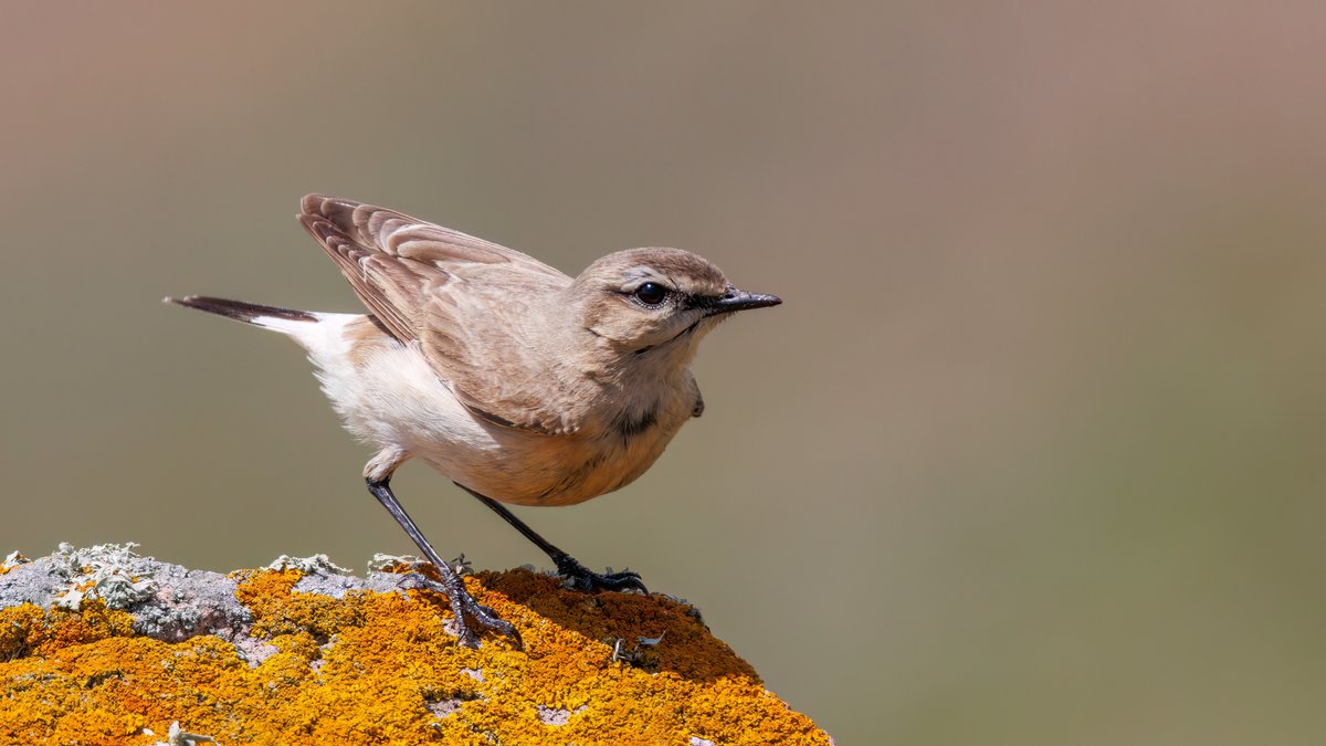 Isabelline wheatear #Birds #Lesvos