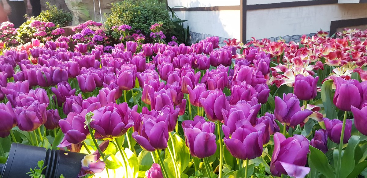 Ivanjan85's tweet photo. Tulips 🌷 and Me 😉 https://t.co/vxJefitM0y