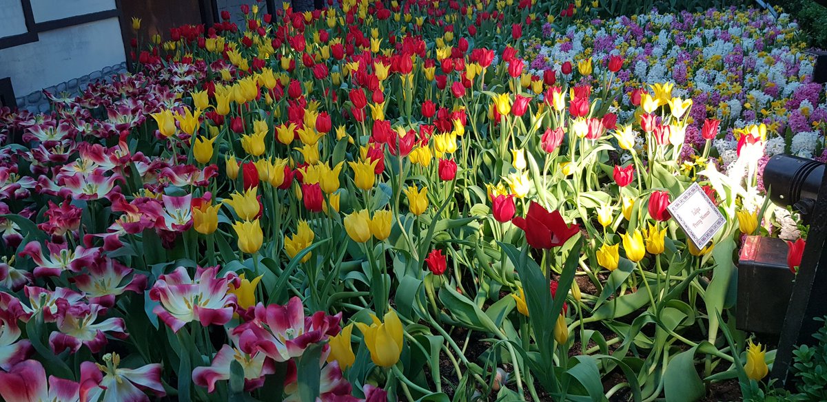 Ivanjan85's tweet photo. Tulips 🌷 and Me 😉 https://t.co/vxJefitM0y