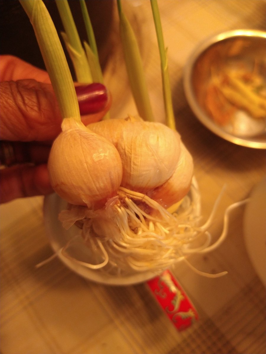 Garlic 🧄 these roots tho 😍🌻🤘🏾🌿