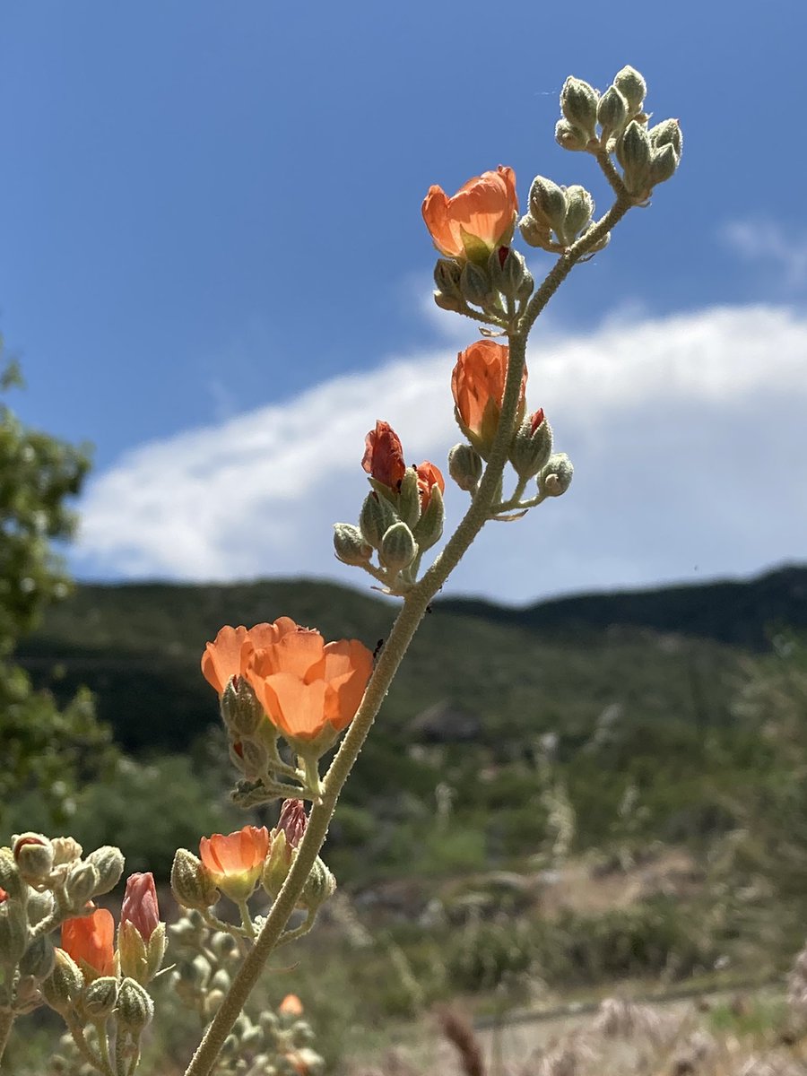 rbcCurry's tweet photo. Roadside somewhere between Anza & Palm Desert #lookforit #findbeauty #superbloom #nofilter #nature #stopandsee #naturalbeauty #almostmissedit #scenery #taketime #appreciatenature https://t.co/kQsorwLh7l