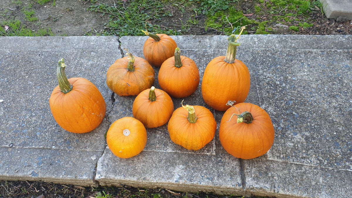 Another pumpkin harvest. 20 pumpkins this year. #harvests #gardentotable #gardensoftwitter #veggiegarden #organic #backyardgarden #GardenersWorld #growyourown