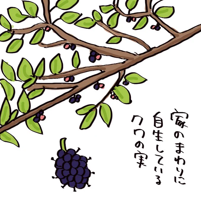 今の時期、桑の実がモリモリなってるのですが、今年は実家に帰省中のため食べられず…😢甘酸っぱくて美味しいんだよな〜。(去年の絵日記より再掲)