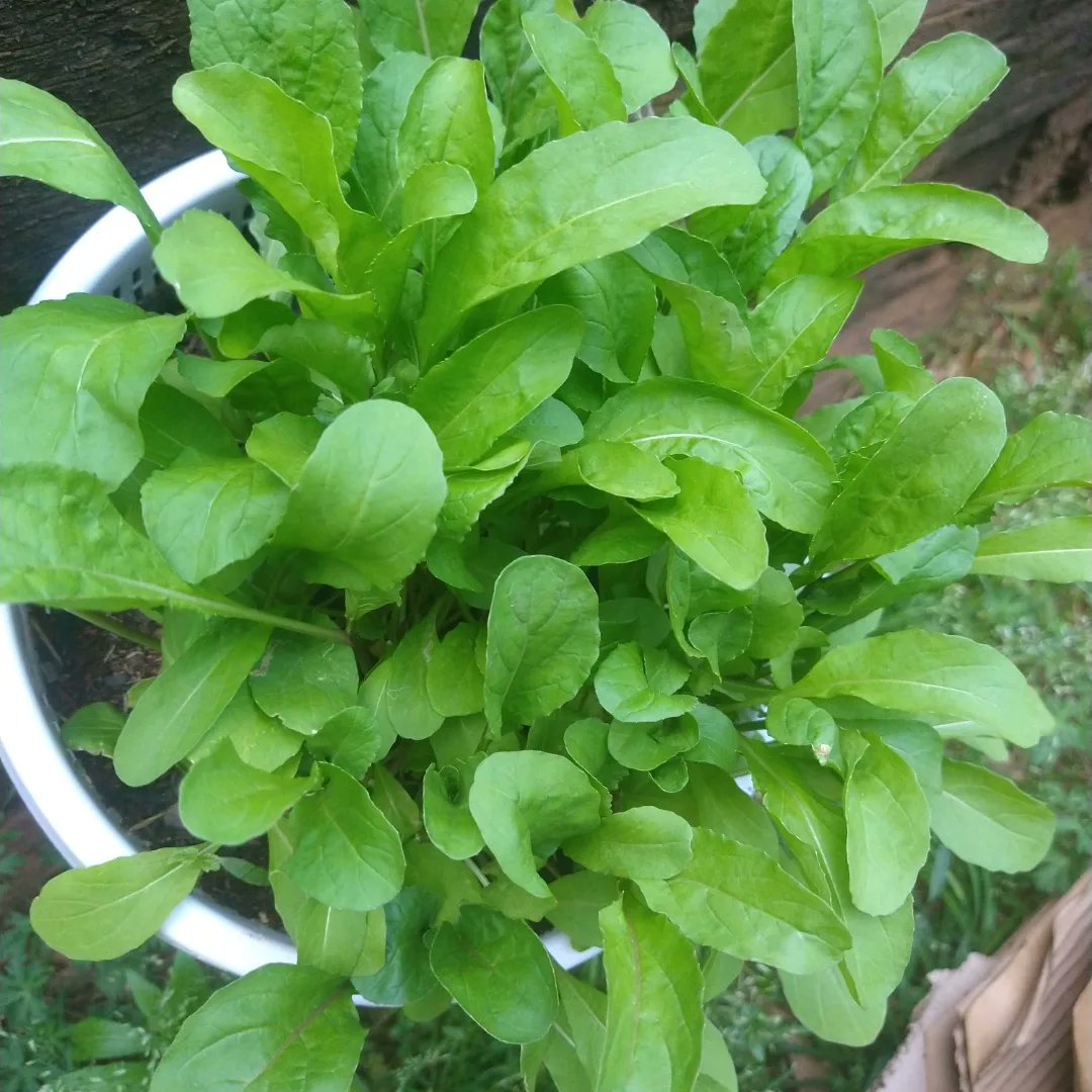 Arugula 🌿💜I love it has a very distinctive taste . Spicy 🌱🏡👩🏽‍🌾☘️ I'm in love 😍
