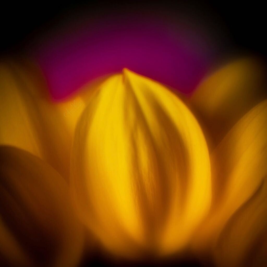 AnneVelosa's tweet photo. Another view.
.
.
.

#thankful 
#flowers  #flower #flowersofinstagram #flowerstagram #allkindsofflowers
 #flowerphotography #flowerphoto
#sunflower
#plants #plantphoto #allkindsofplants  #all_beauty_flowers 
#flowersandmacro #macroandflower #macroandflora 
#macro #macrophoto… https://t.co/X78ea3ZZrr