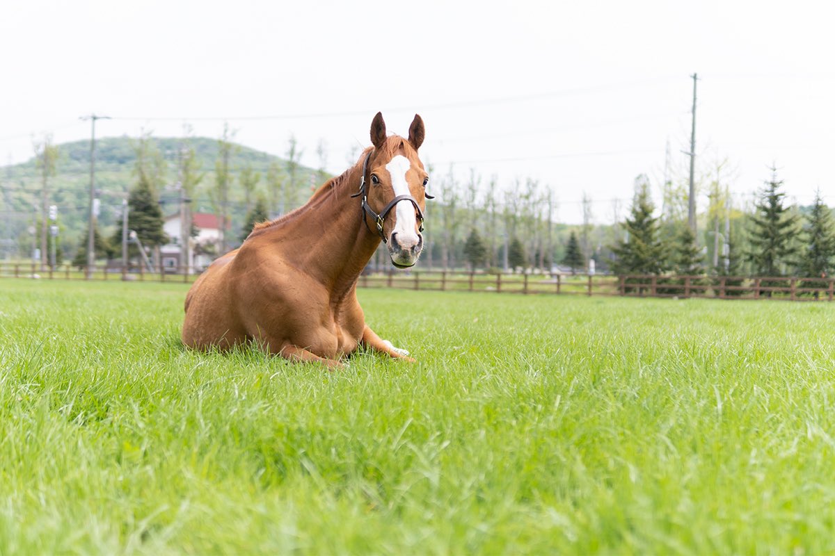 somèssaddle ソメスサドル株式会社 on Twitter