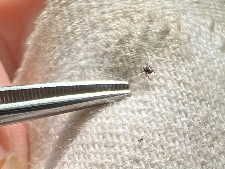JTsao1's tweet photo. @WMillerWildlife It was great to meet Dr. Boldenow & the Calvin summer 2023 students! It was also wonderful to be out at PCCI again on this beautiful spring morning. See Dr. Boldenow, Sophie and Lyric with their very first nymphal blacklegged tick of the day! #checkforticks! https://t.co/zXqBd874Gt