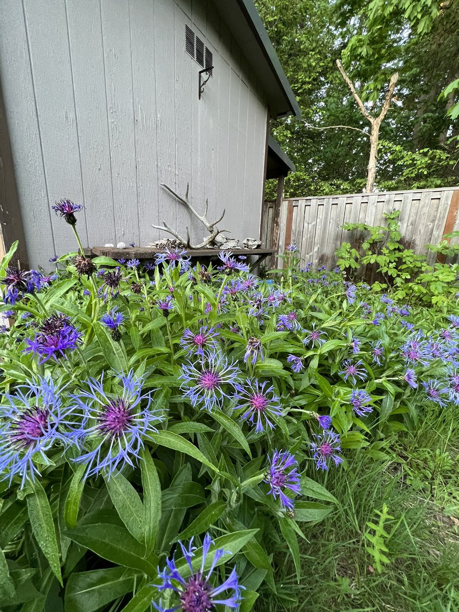 yikestrin's tweet photo. the bachelor button is taking over my yard 🥹🖤 https://t.co/mfoNxsbmyf