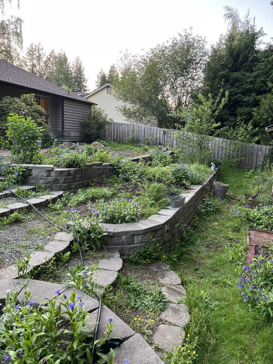 yikestrin's tweet photo. the bachelor button is taking over my yard 🥹🖤 https://t.co/mfoNxsbmyf