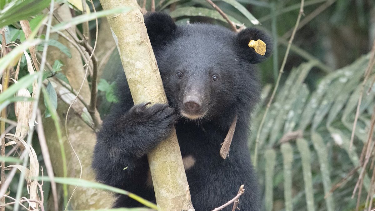ghostislandme's tweet photo. "It's an original tribe name for her, it means strong." WildOne nursed the 4kg #Formosan black bear cub with dog + cat milk, then muntjac corpses + live pigs. "For the last step, we have to teach her to fear humans." After 8 months, 40kg Mulas returned to the mountains by copter. https://t.co/XUe47vNYzn