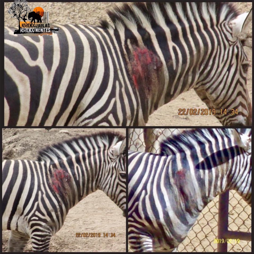 AJaulas's tweet image. ¿Recuerdan todo el sufrimiento de #Karo💔?
•La ocultaron después de nuestras denuncias 
•no le “atinaban” al diagnóstico
•después la trasladaron al #ZoológicoDeChapultepec 
•la perdimos de vista
•intentaron reproducirla a pesar de su estado y perdió la cría. 
DEP KARO🖤💔🦓