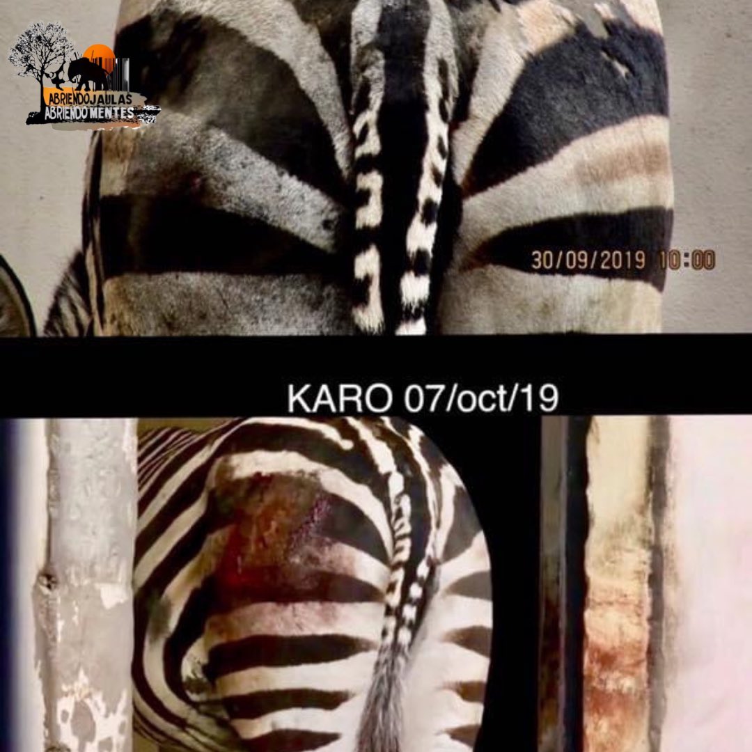 AJaulas's tweet image. ¿Recuerdan todo el sufrimiento de #Karo💔?
•La ocultaron después de nuestras denuncias 
•no le “atinaban” al diagnóstico
•después la trasladaron al #ZoológicoDeChapultepec 
•la perdimos de vista
•intentaron reproducirla a pesar de su estado y perdió la cría. 
DEP KARO🖤💔🦓