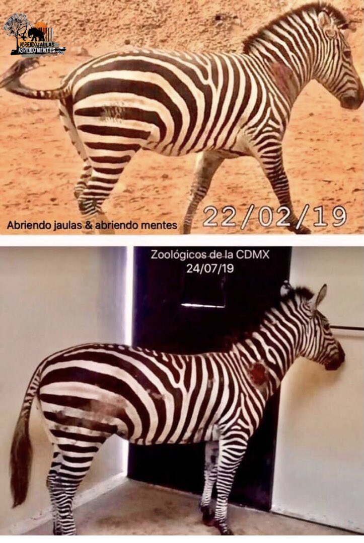 AJaulas's tweet image. ¿Recuerdan todo el sufrimiento de #Karo💔?
•La ocultaron después de nuestras denuncias 
•no le “atinaban” al diagnóstico
•después la trasladaron al #ZoológicoDeChapultepec 
•la perdimos de vista
•intentaron reproducirla a pesar de su estado y perdió la cría. 
DEP KARO🖤💔🦓