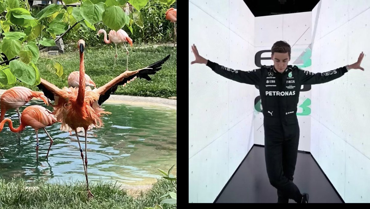 sydneydoyleusa's tweet photo. #GeorgeRussell was at the Indianapolis zoo today 

#f1 #Formula1 https://t.co/ZUuuLIsFPX