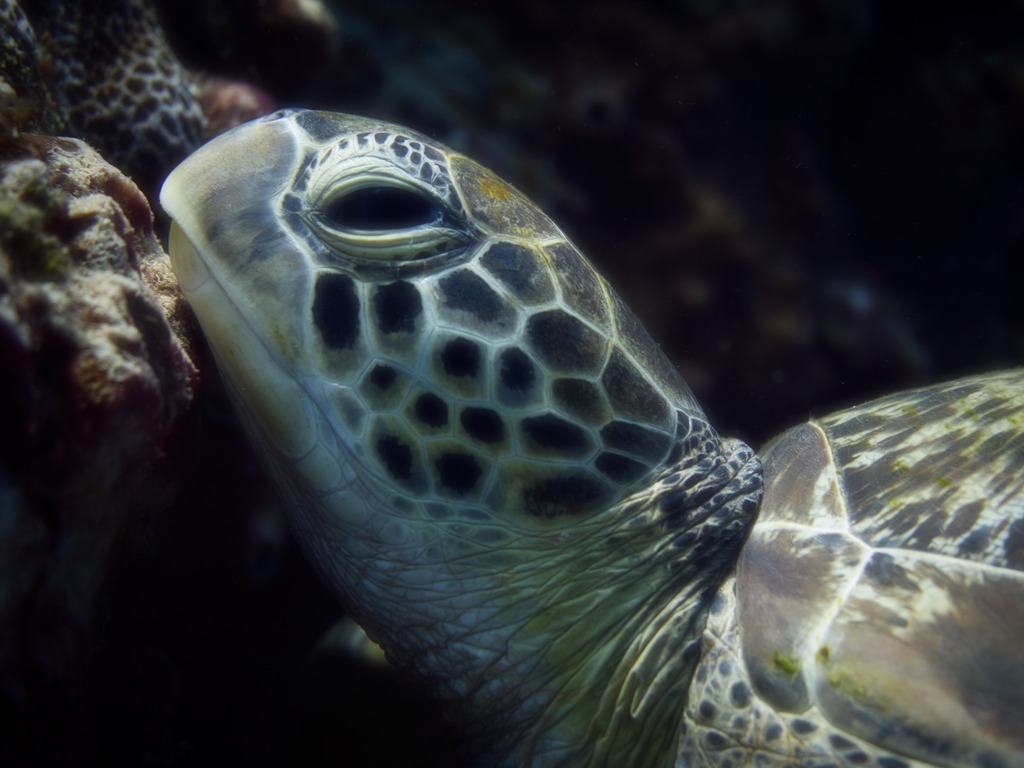 Like this sea turtle, I eagerly anticipate this week's conclusion!

#turtlelove #nature #scubadiving #indonesia #wildlife #oceanlife #seaturtles🐢

ScubaHankNYC.com instagr.am/p/CsaKpKqI2NH/