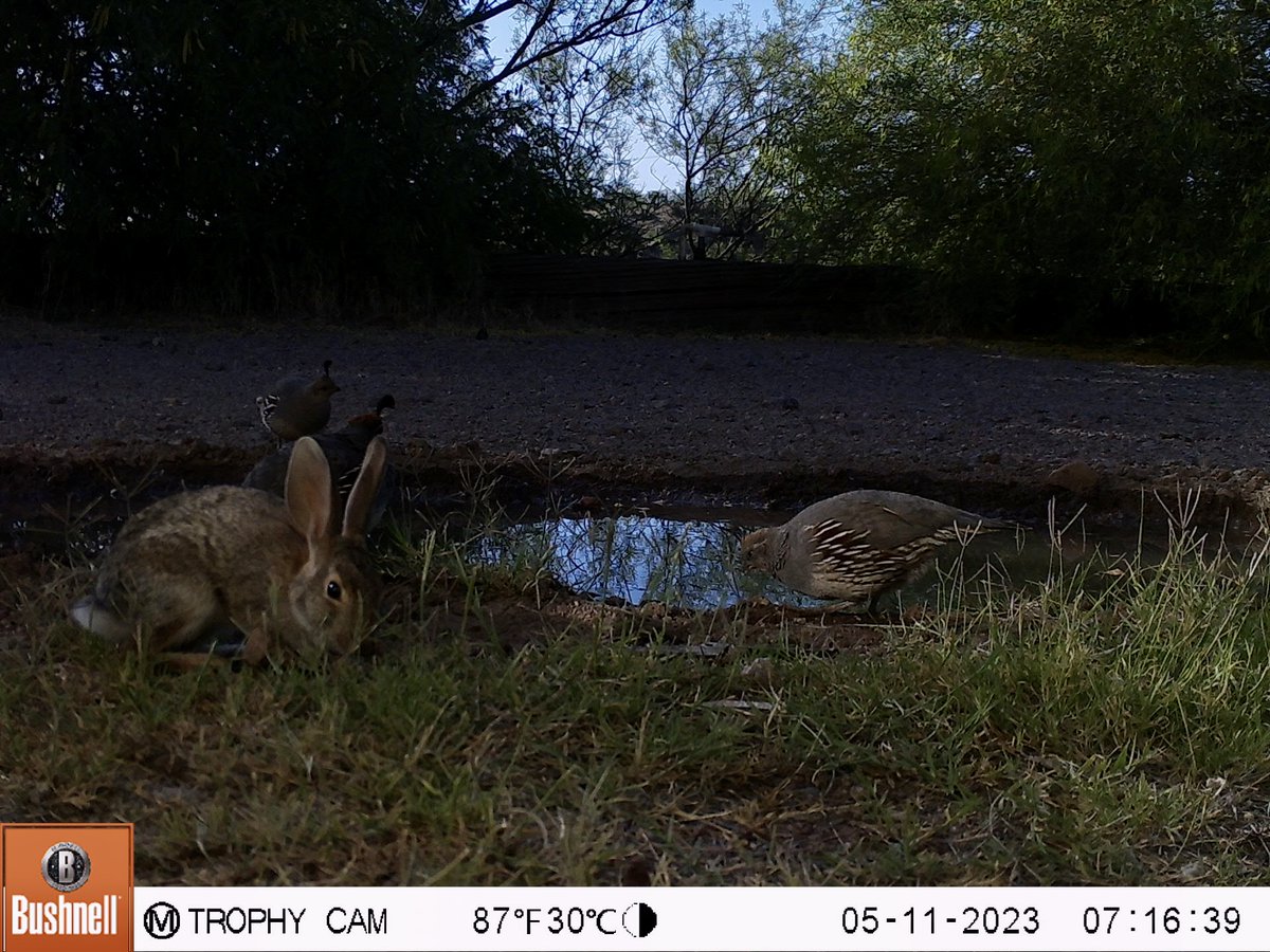 Love the lighting in these #cameratrap shots. Gambel's #quail, mourning #doves, desert #cottontail