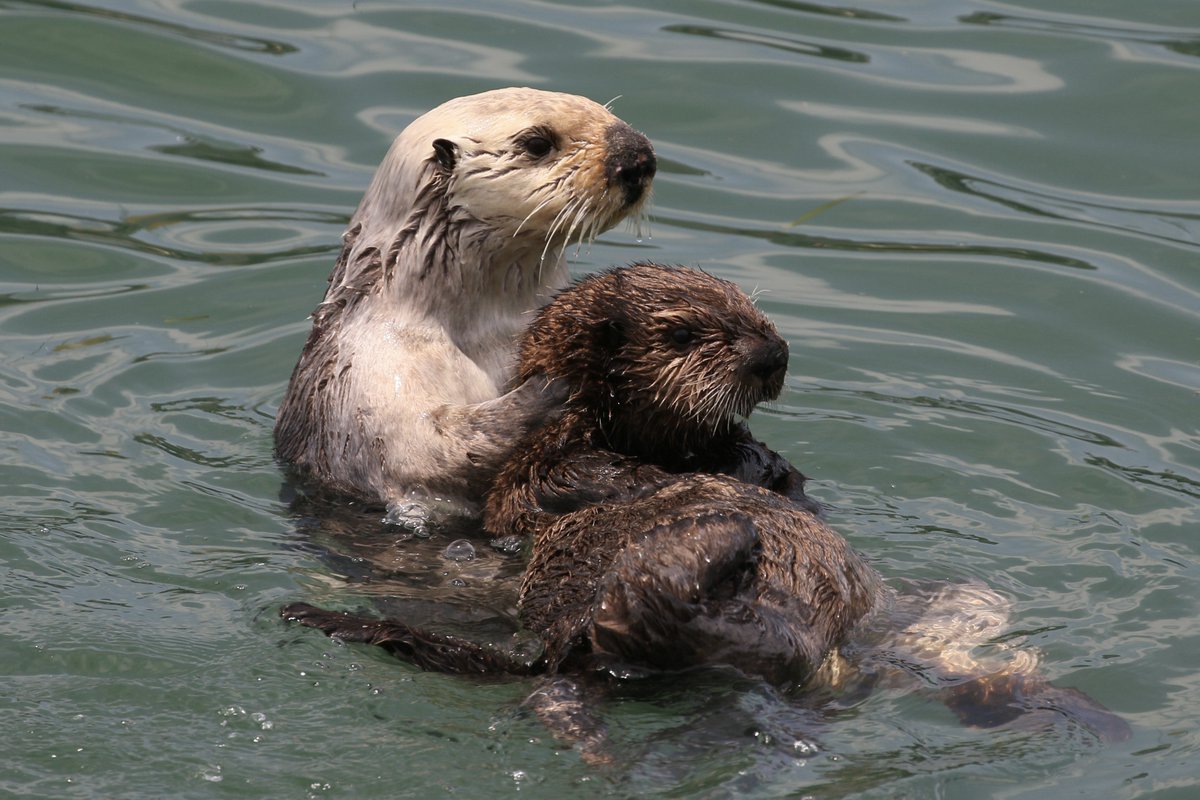 🦦💜🦦 #MorroBay #SeaOtters