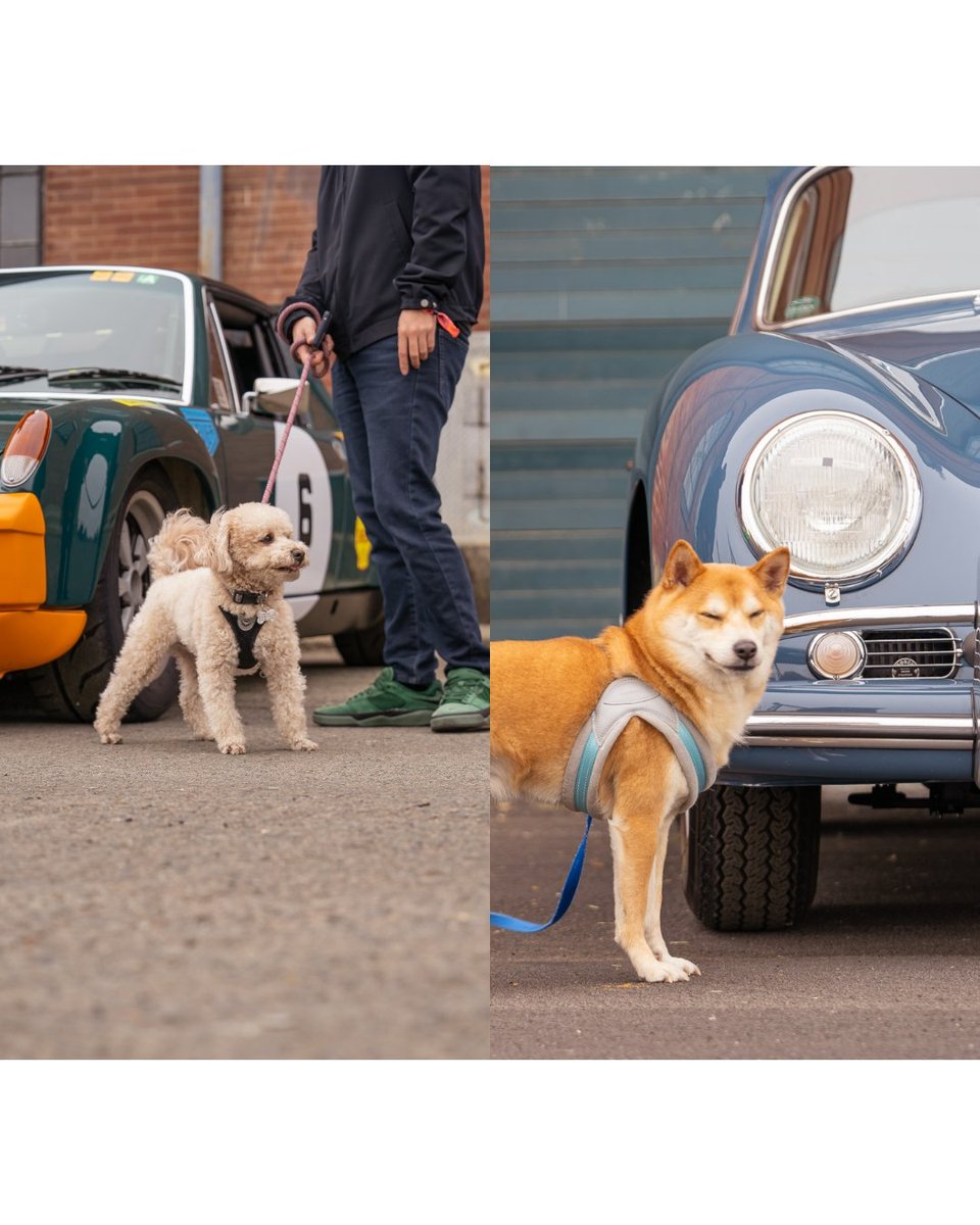 Pink_HeImet's tweet photo. Hi. I'm back with cars and dogs. #Luftgekühlt #Luft9 https://t.co/ZpC439aEpV